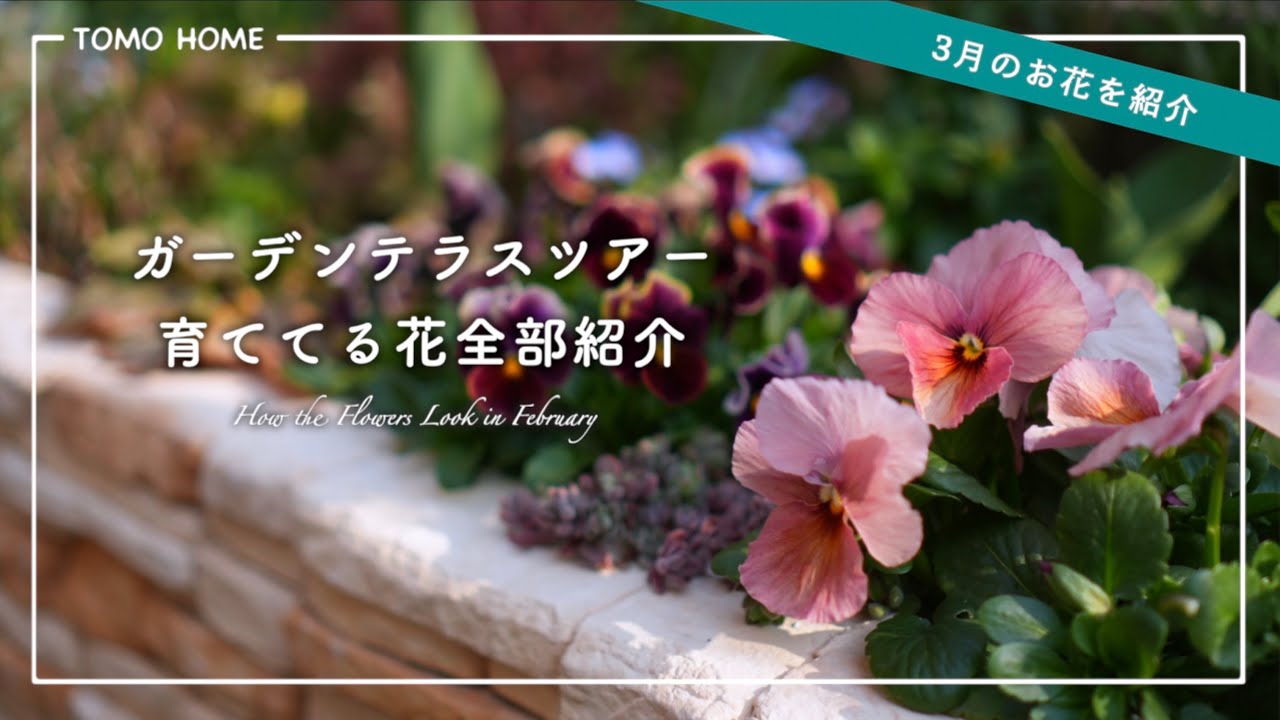 3月末の花の様子を全部紹介！これから咲いてくれるオススメの花