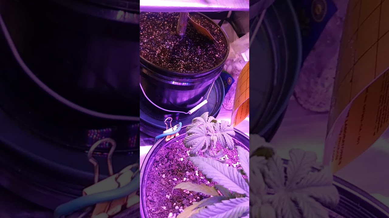 Day 25 Flower! Update, Igrow 400 watt, Maxbloom 800watt X8 Plus