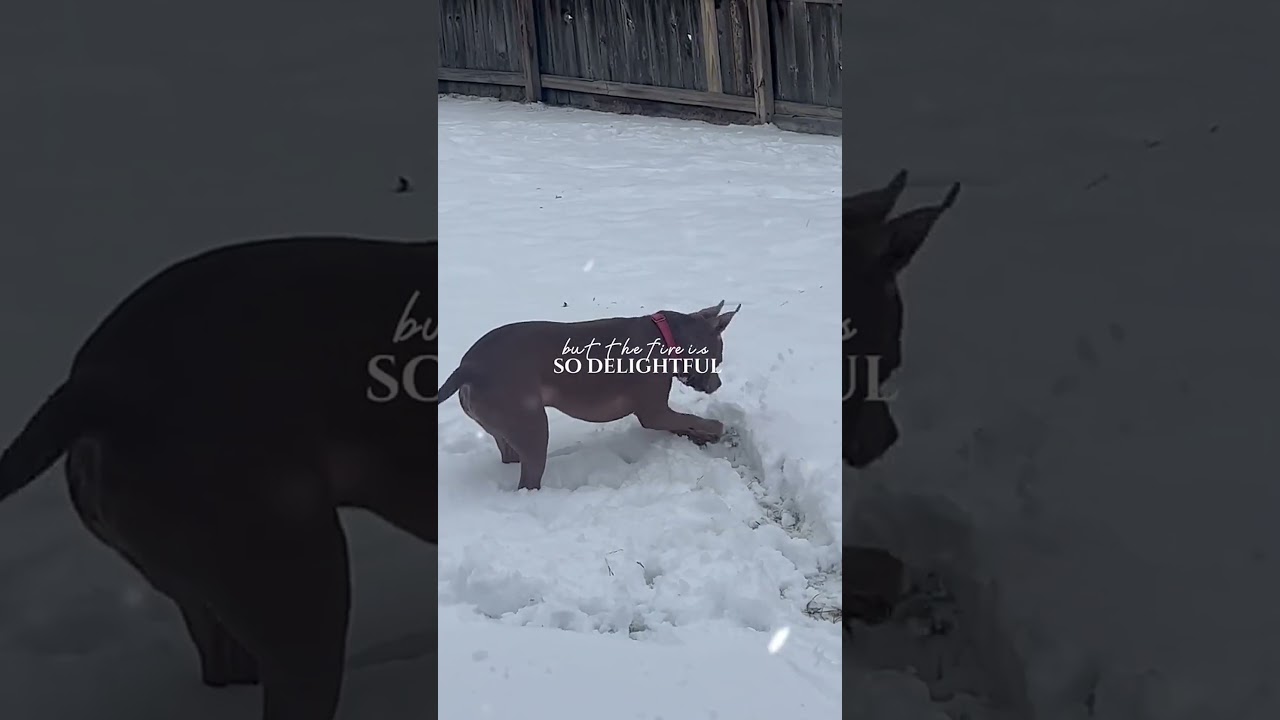 #capcut #snowdays #dogsinthesnow #funinthesnow #fok