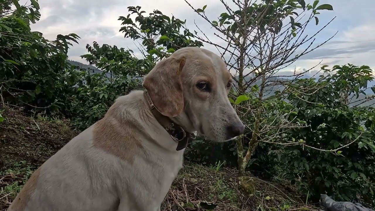 ¿Qué hacen los campesinos cuando no hay cosecha de café y el frío aprieta? #campo #cafe #coffee #4k
