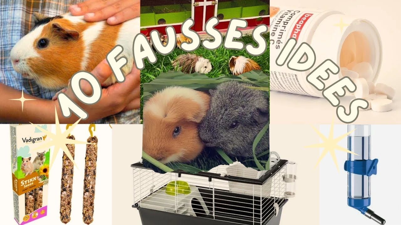10 IDÉES REÇUES SUR LES COCHONS D'INDE ET QUI SONT FAUSSES