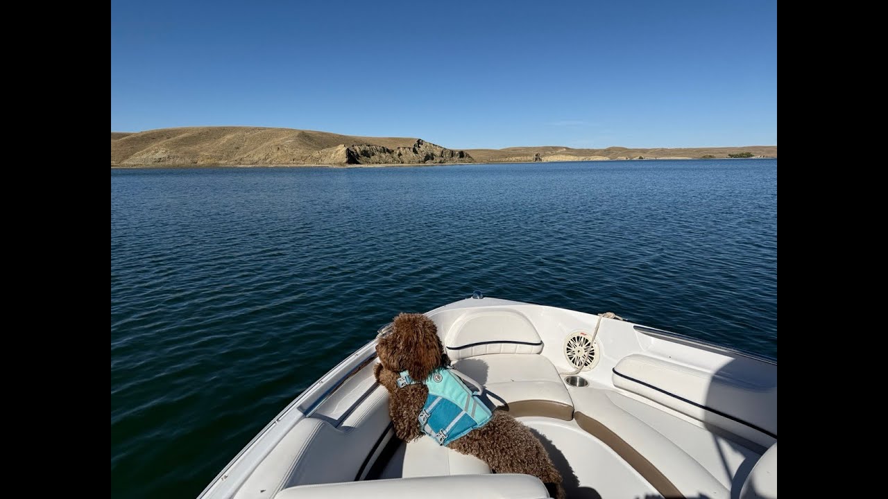 This little Lagotto LOVES boating!