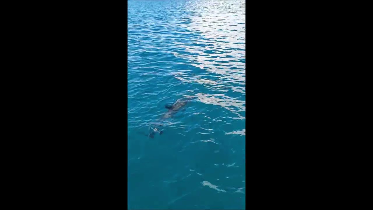 Razigrani dupini u Pašmanskom kanalu