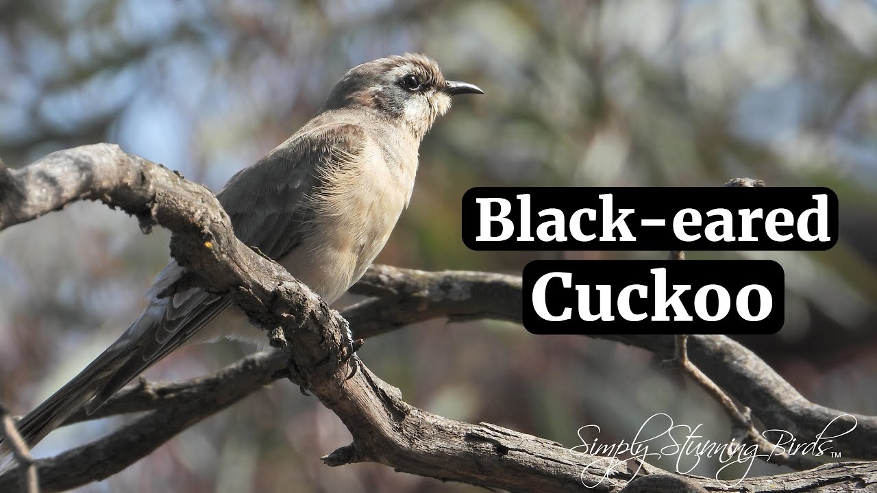 Black-eared Cuckoo | Singing in the Arid Mallee of Kamarooka National Park.