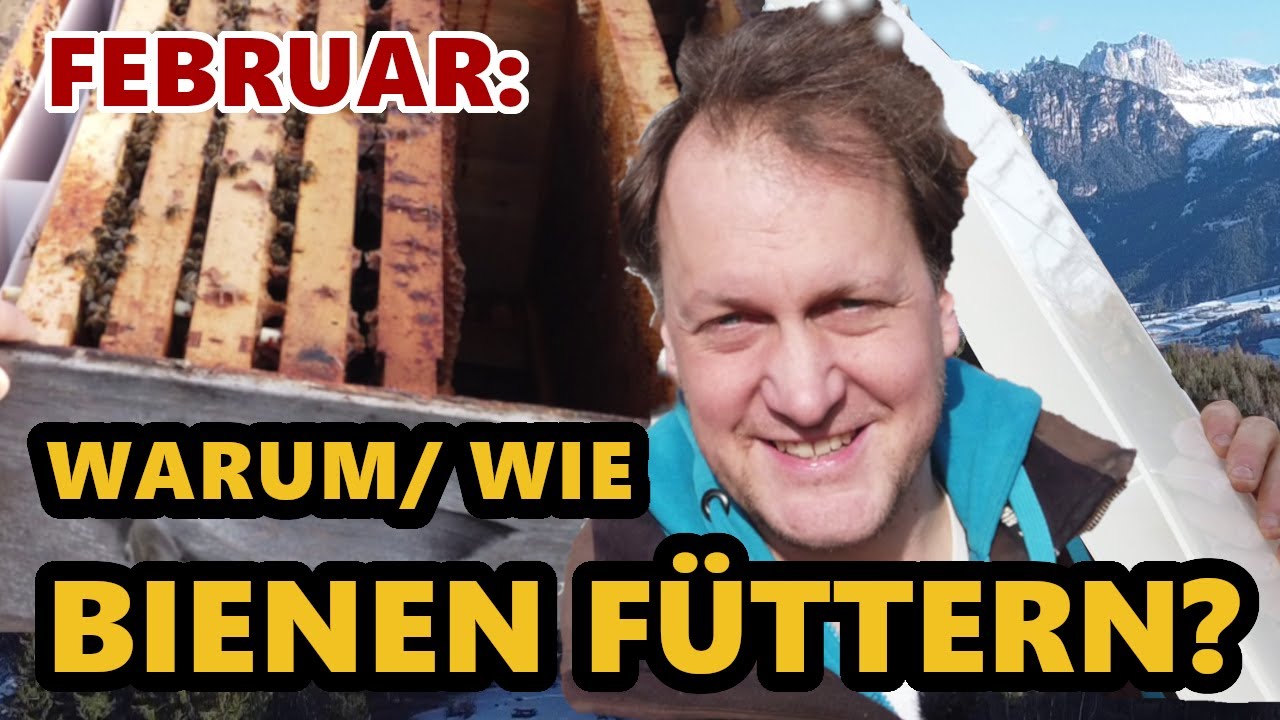 Bienen füttern im Winter | Futterteig selber herstellen | Vortrag Südtirol | Notfütterung Bienen 🐝