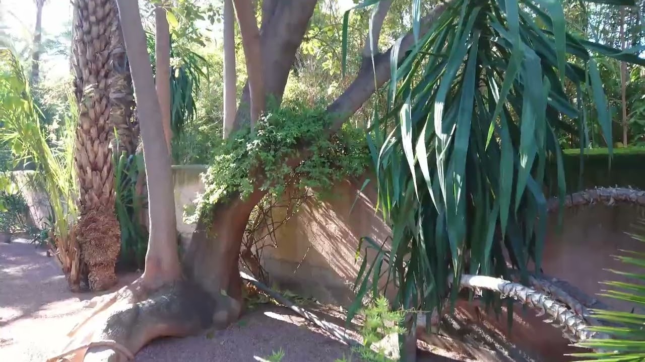Visite du jardin Majorelle