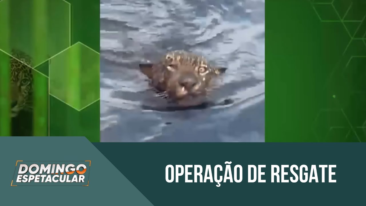 On&ccedil;a ferida com tiros &eacute; resgatada no rio Negro, em Manaus | 'Domingo Espetacular'