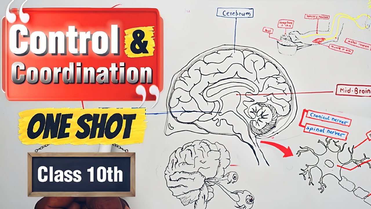 Control and Coordination Class 10 | Control and Coordination in One Shot | NCERT Covered
