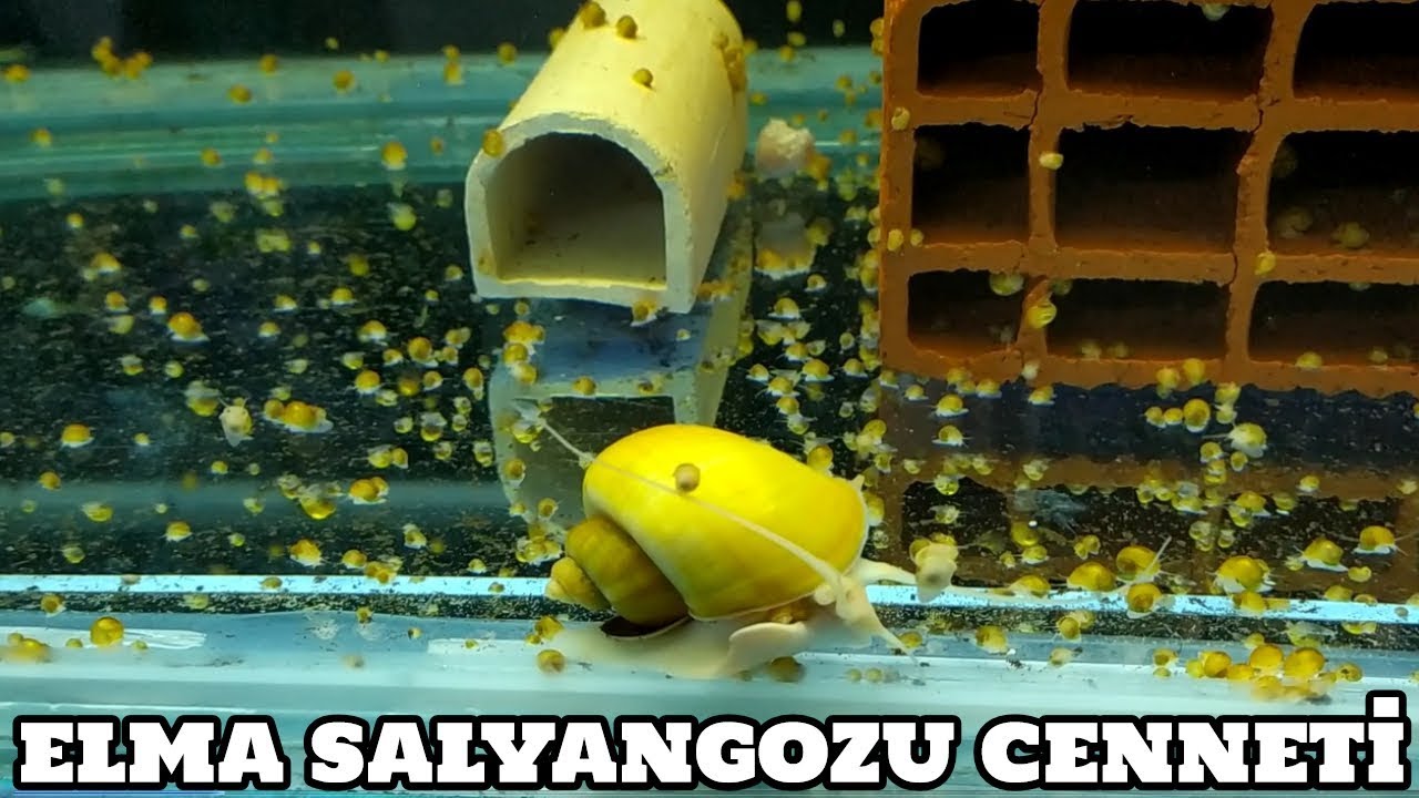 Börtü Böcek Vlog #7 (Elma Salyangozu Cenneti)