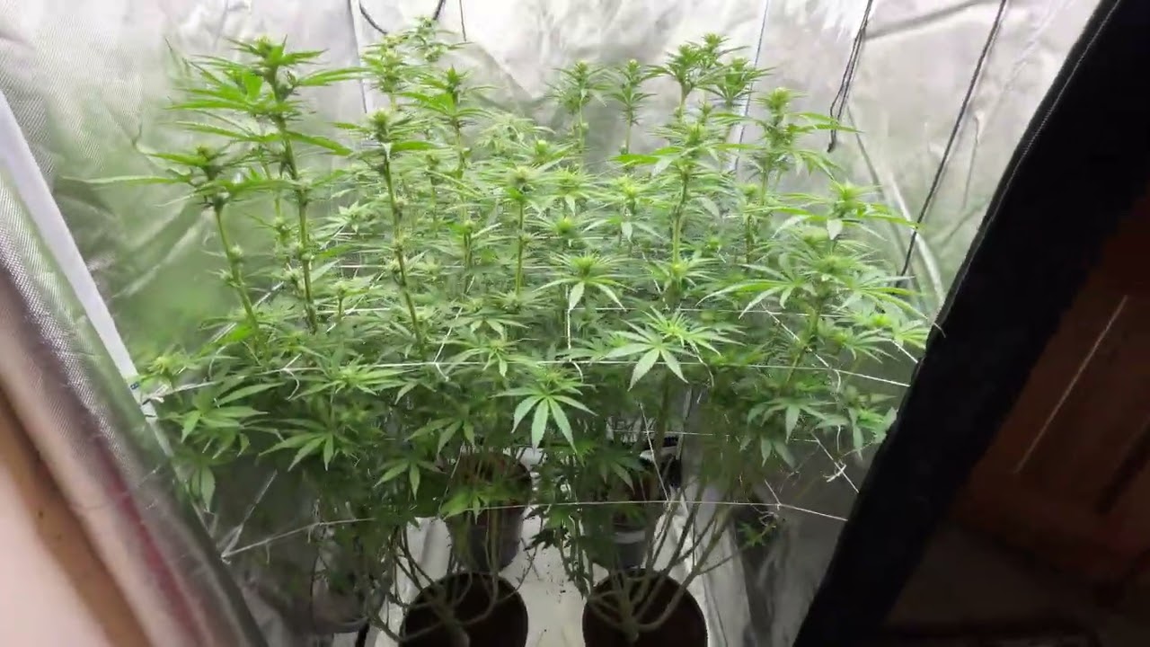 SSSC Black Lebanon day 21 flower