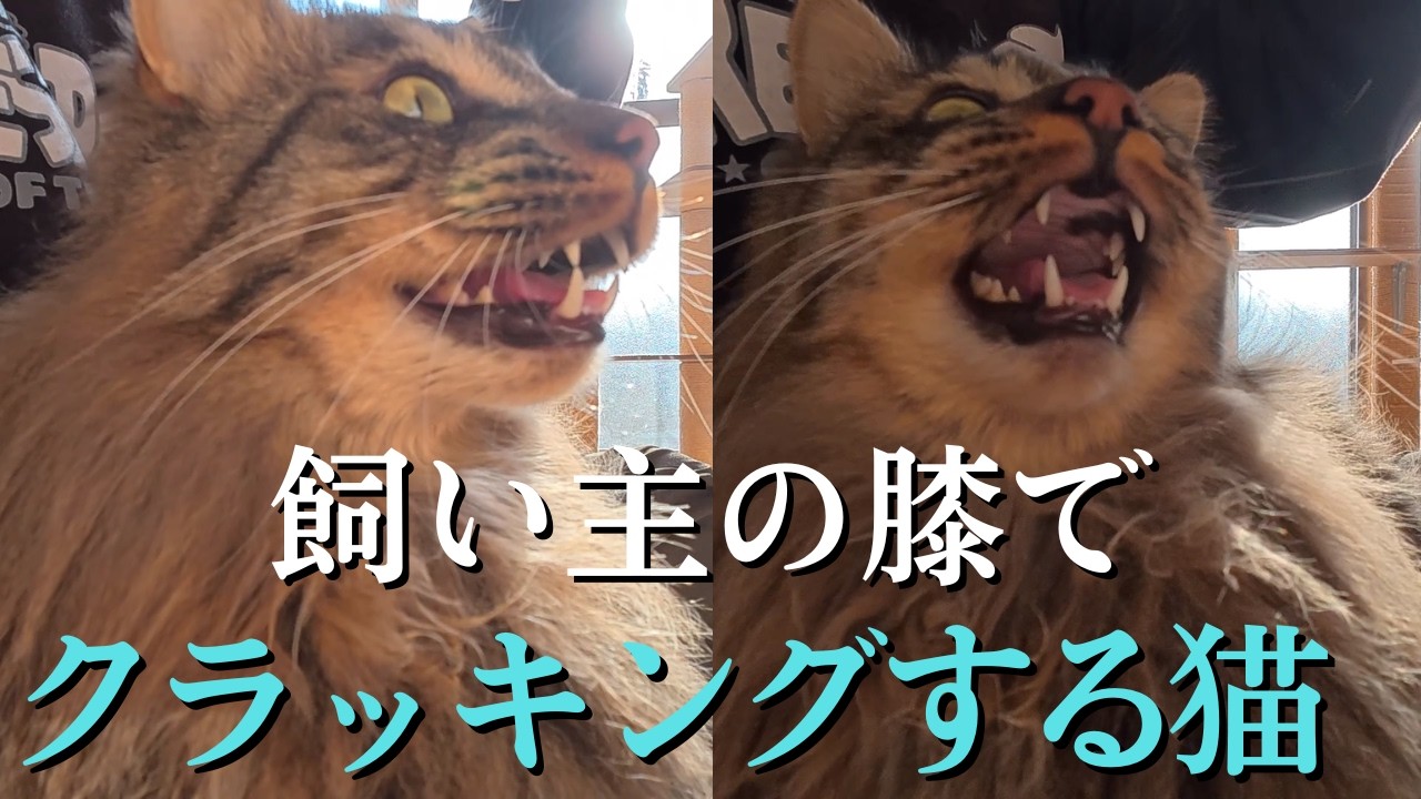 【膝の上でクラッキングする猫】飼い主の背中に乗ろうとする猫と、飼い主の膝に乗ってクラッキングする猫