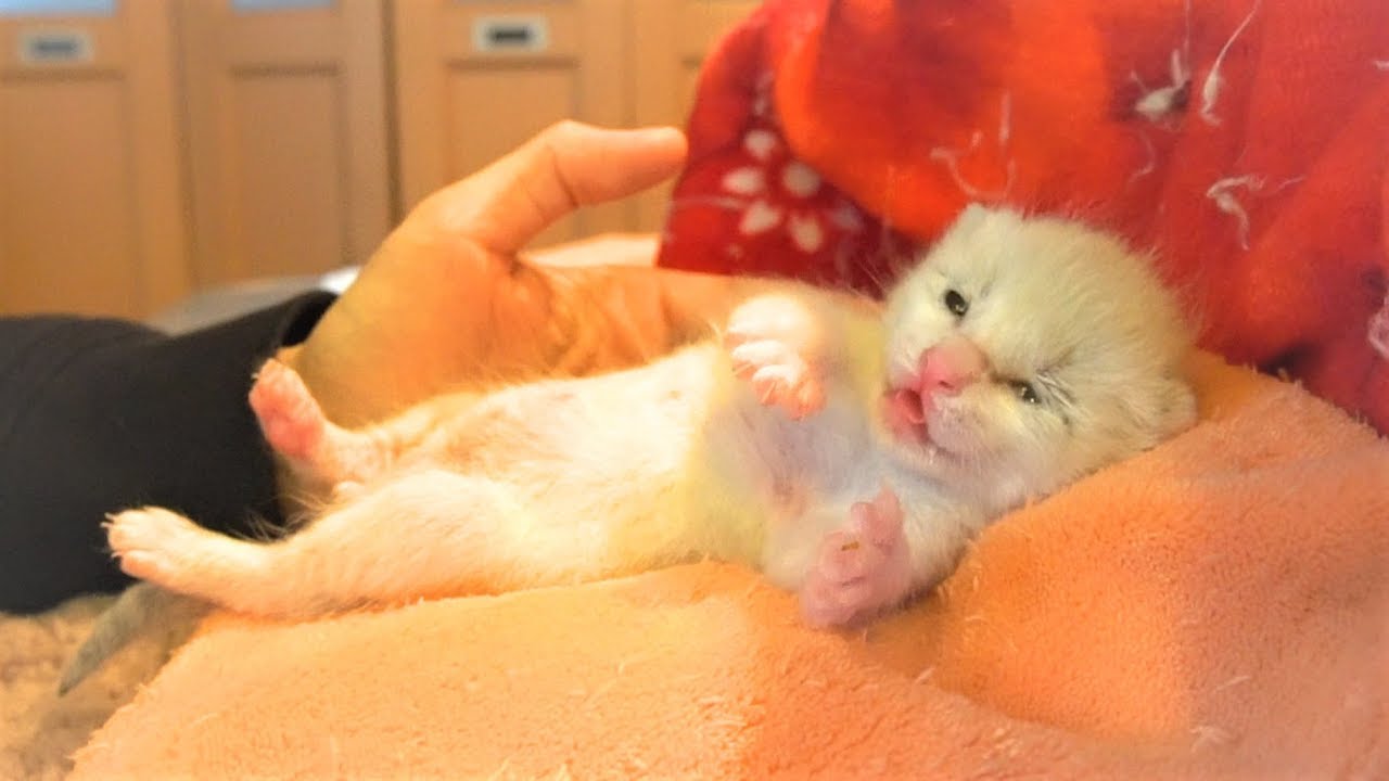 【保護子猫】お腹いっぱい…むにゃむにゃ言いながら寝落ちする赤ちゃん猫【生後８日】sleepy kitten