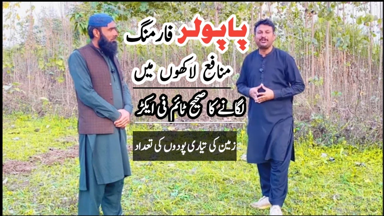 Popular farming | profitable tree Farming | mehngi lakri waly drakht | پاپو لر فارمنگ 