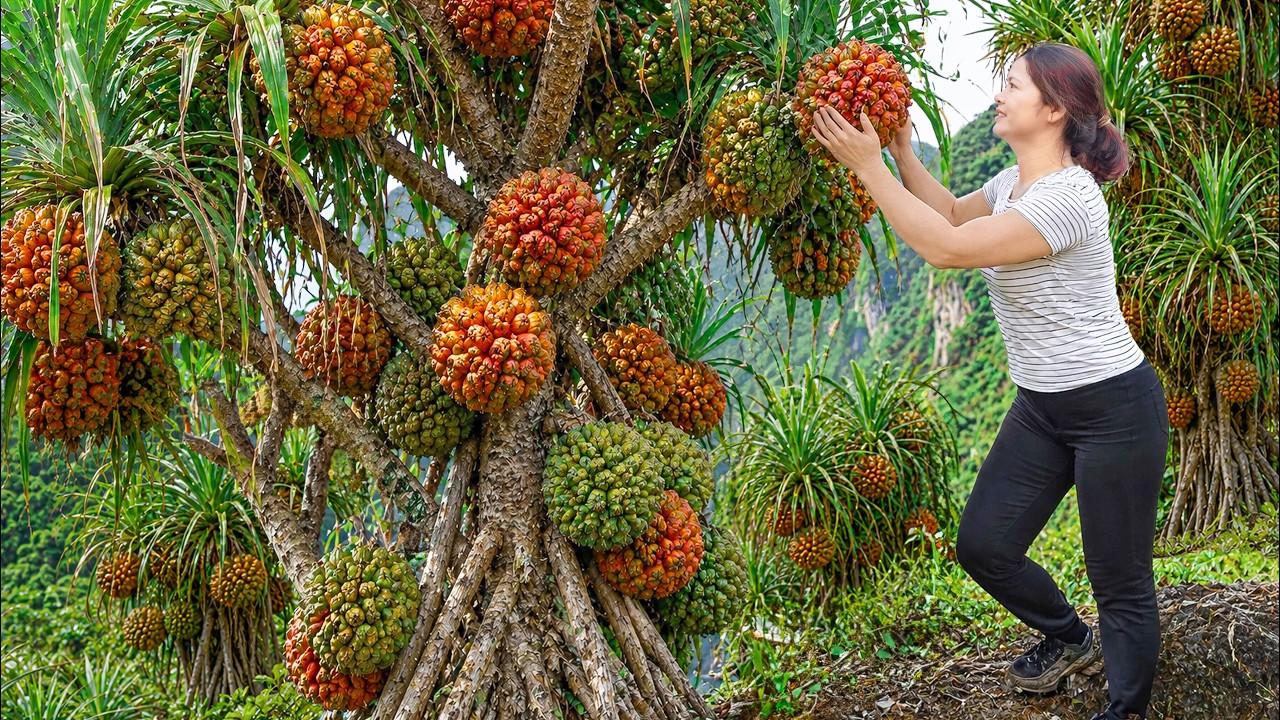 Harvesting Giant Wild Pineapple to Sell at Market | Rare Tropical Mountain Fruit