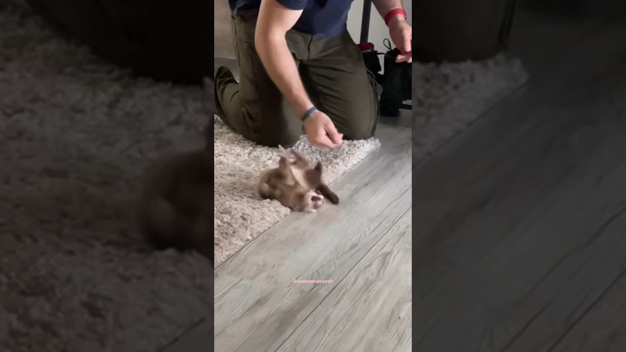Une journ&eacute;e normale avec des furets 🤣🫶🏻 #ferret #ferrets #furet #furets #funnyvideos #funnyshorts