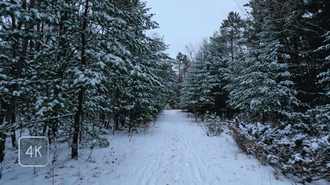 Walking Through Winter Snow Covered Forest - 10 Minute Virtual Winter Walk - Snow Crunch ASMR ❄