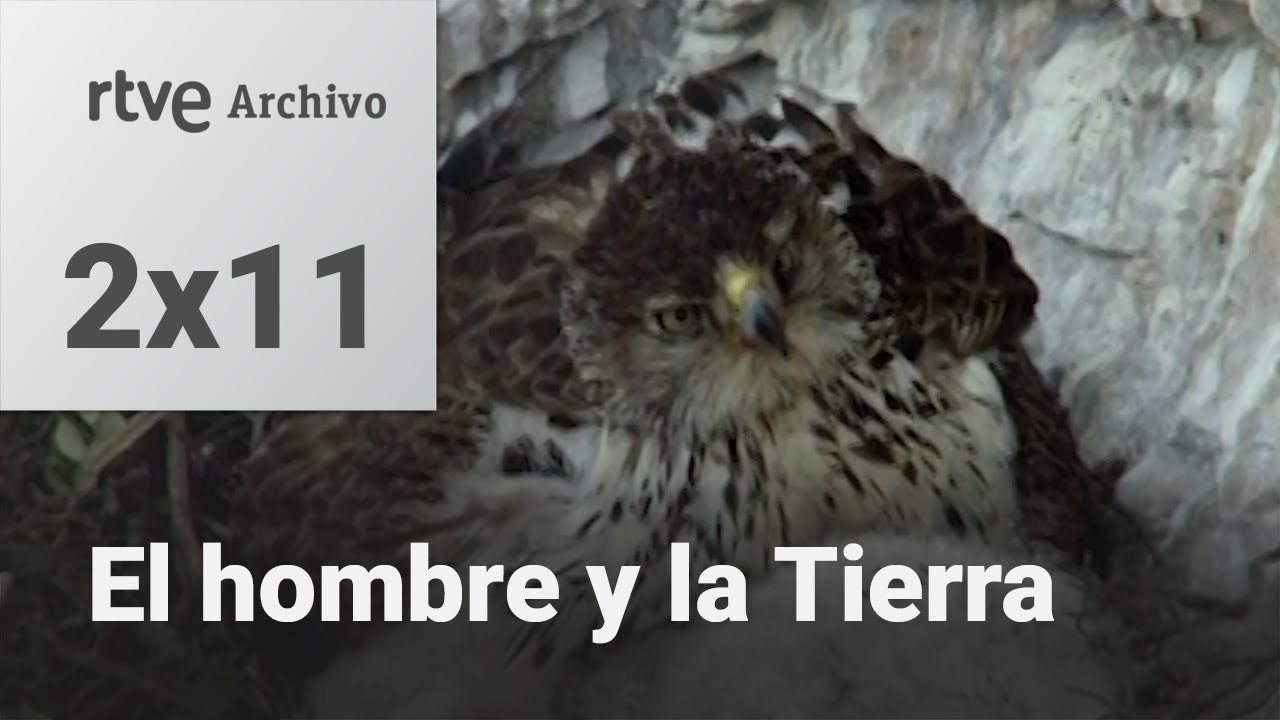 El hombre y la tierra: Capítulo 29 - El águila perdicera I | RTVE Archivo