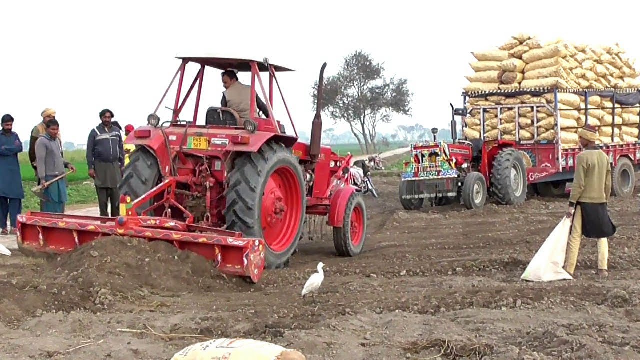 MF 260 Massey Tractor & Belarus 510 tractor power Full tractor video 2024