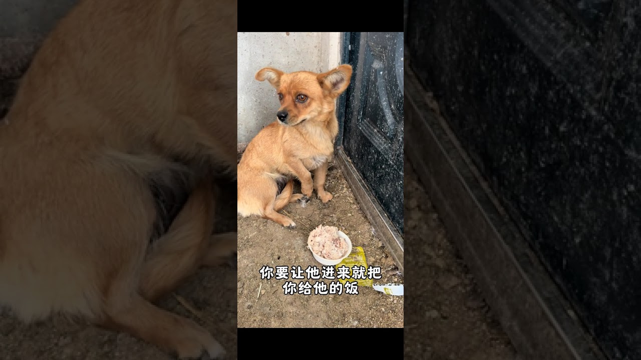 The Emotional Journey of Stray Dog Mom Tuanyuan's Second Chances
