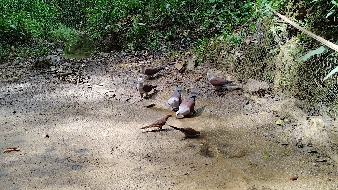 MENJARING BURUNG PERGAM SEKALI TUTUP POIN 8 EKOR | Tempat titik kumpul semua burung pergam