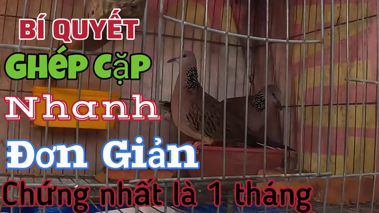 ghép chim cu gáy sinh sản 1 phát ăn ngay ngày 5/7/2024 | Góc Nhỏ Quê Tôi