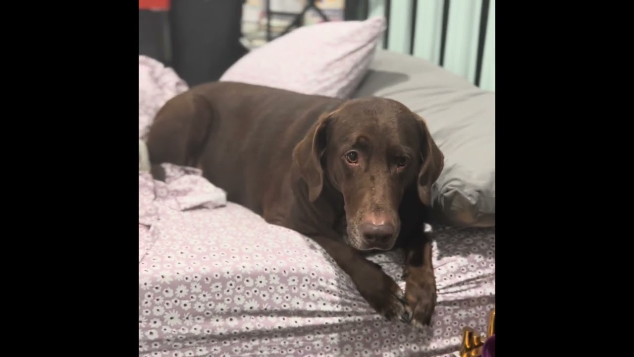 Favorite videos of the week of Bruce & Shiloh