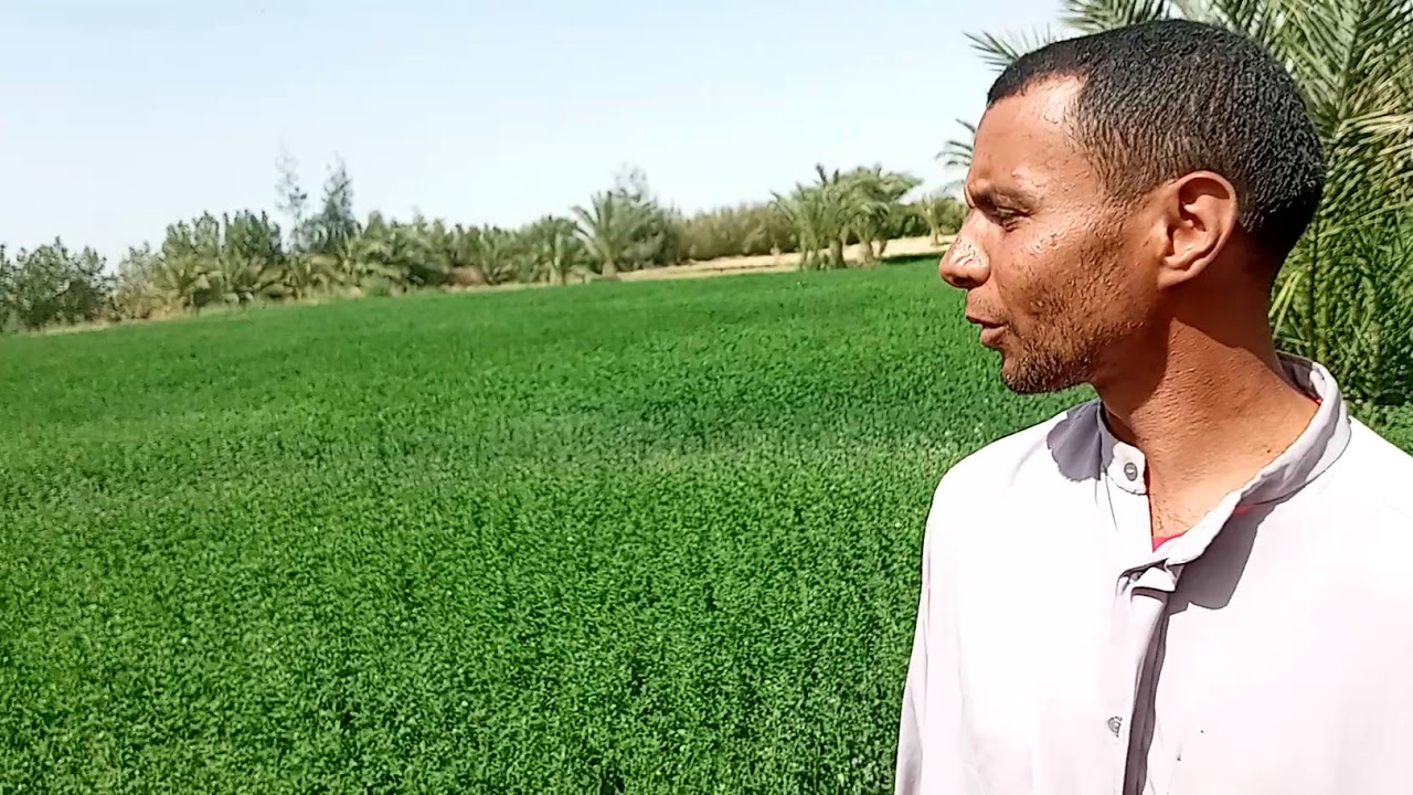 نوفا بلس مع البرسيم للحجازي زيادة عدد الحشات والتفريع وحشه كل ٢٠يوم شوف المزارع بيقول ايه