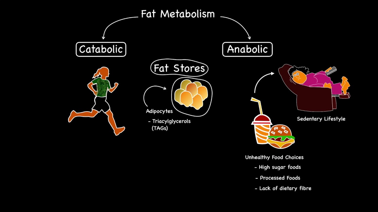 Fat Metabolism Introduction
