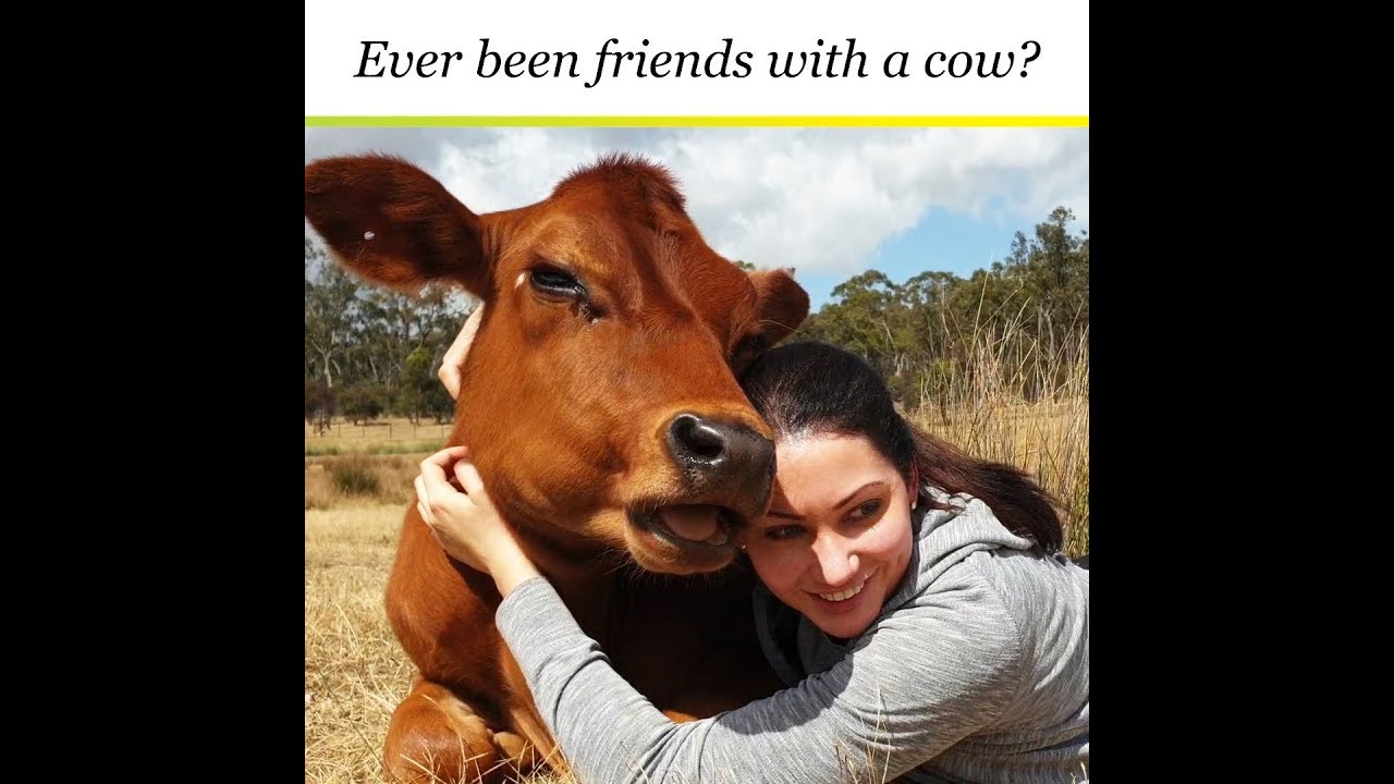 Did You Ever Hug a Cow?