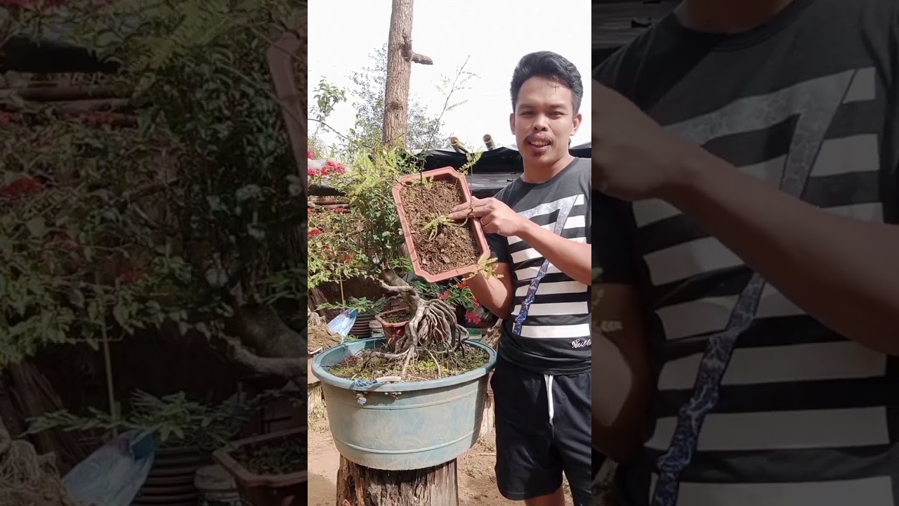 Part 3 Gawa tayo ng bonsai from marcotte First video #powderpuff