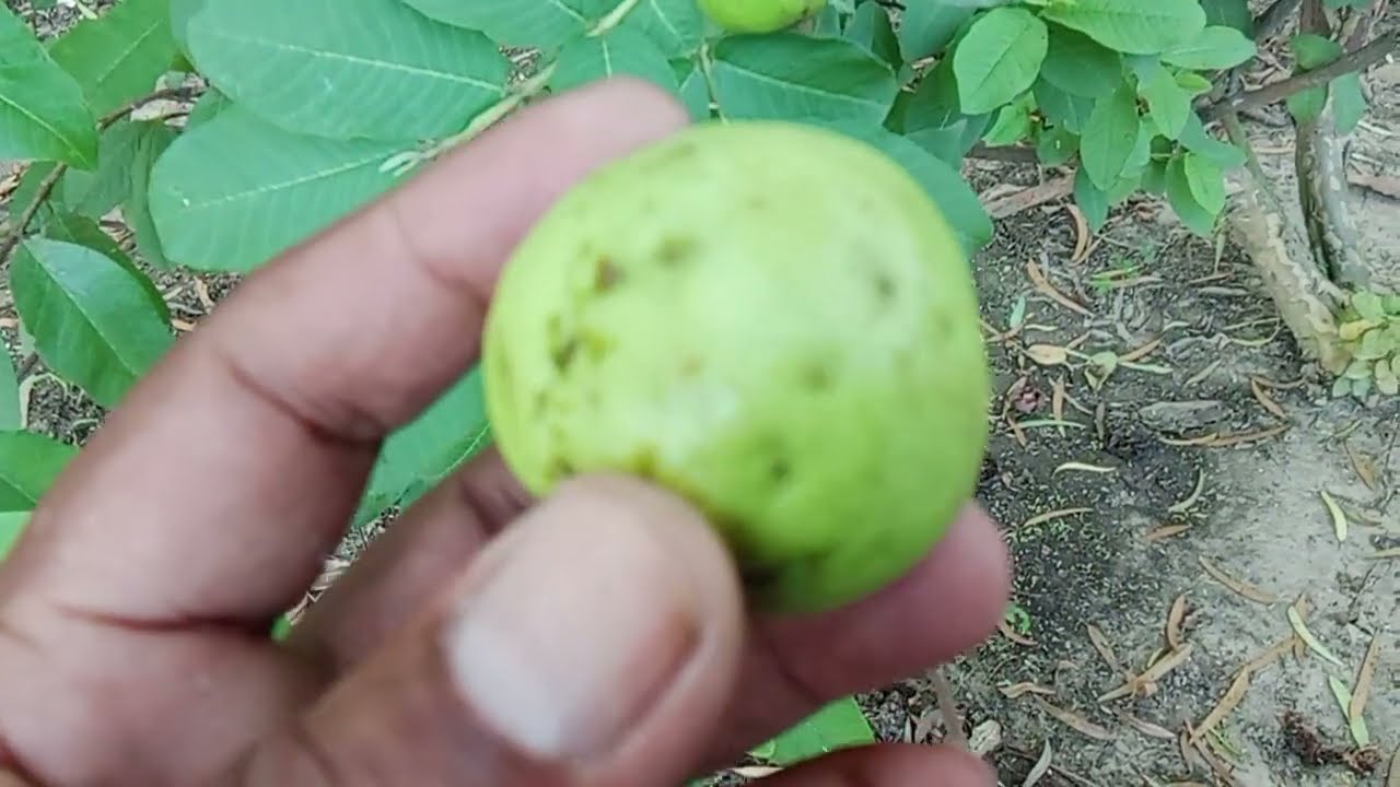 Amrod.ma.kerha.kase.banta.ha#guavafruits #farming #education #agriculture 