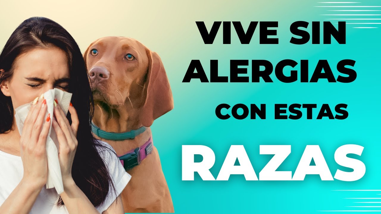 💲​🔴​10 RAZAS DE PERROS HIPOALERGÉNICOS