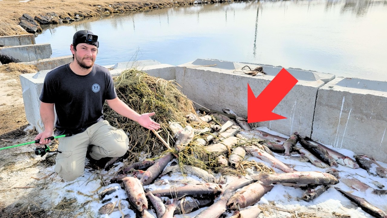 GIANT Stocked Trout! - Are They Any Good? (Catch, Clean, Cook)