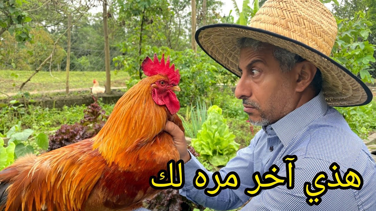 تربية الدجاج 🐔 دجاجة واحدة بإمكانها تدمير مشتل كامل خلال يومين 😬