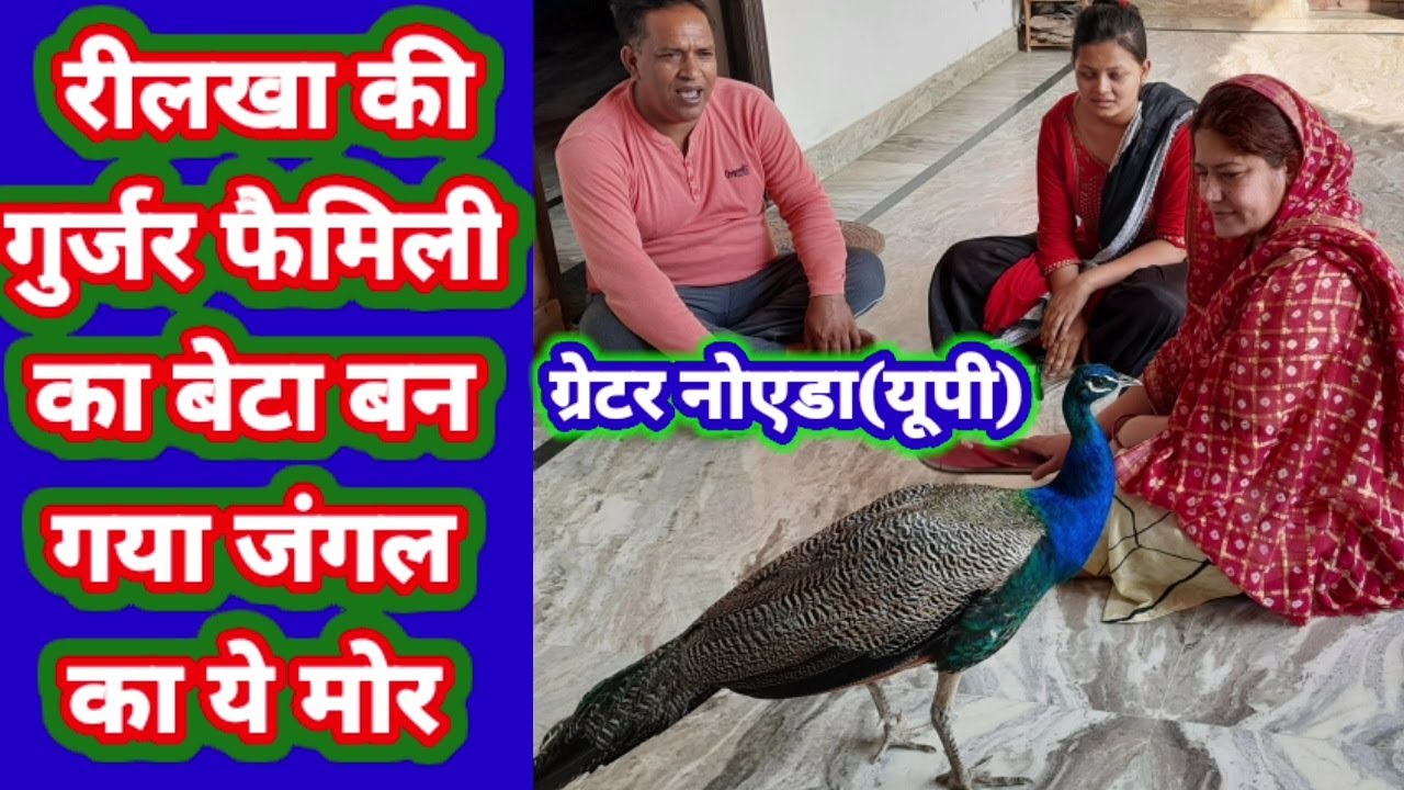 Peacock bana family member: ग्रेटर नोएडा गुर्जर किसान परिवार का बेटा क्यों बना जंगल का यह मोर
