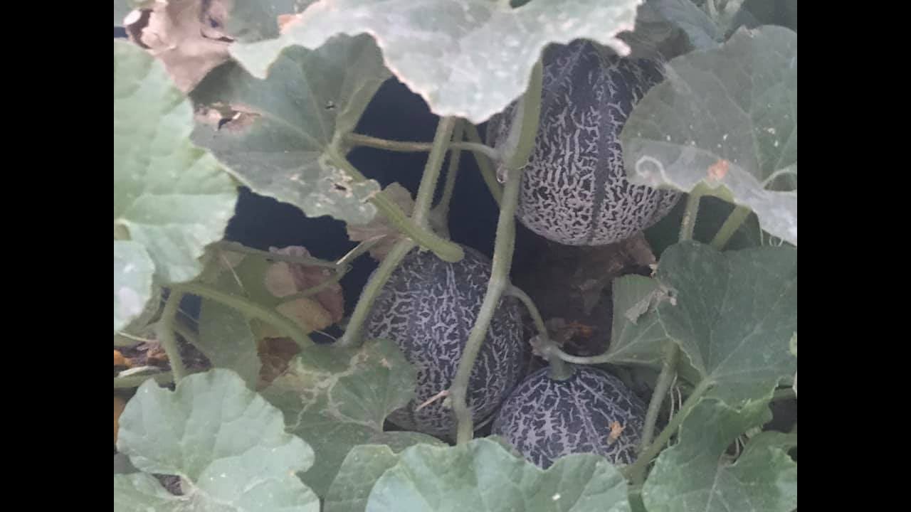 How to grow cantaloupe and melons in containers for beginners