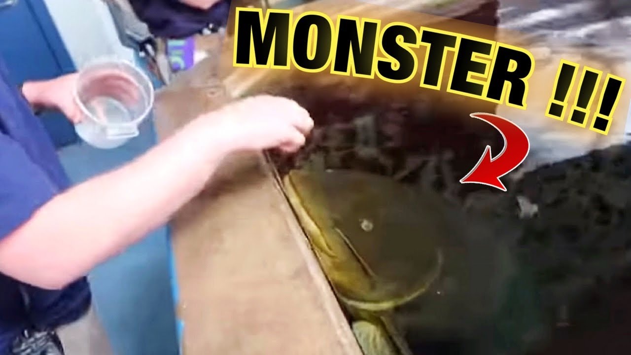 DO NOT KEEP THIS MAN-EATING RIVER MONSTER !! @Ohio Fish Rescue