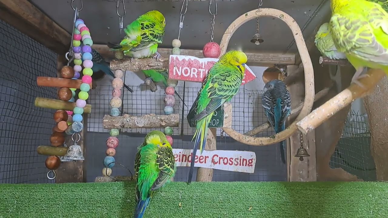 “This parrot just stole the show! 🔥🦜 #ForYou #Viral”