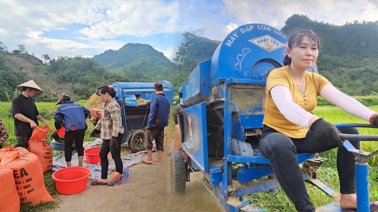 Country girl operates machine and harvests rice.