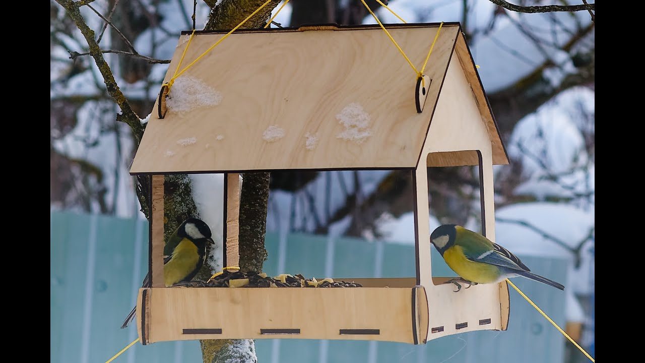Bird watching and calm sound