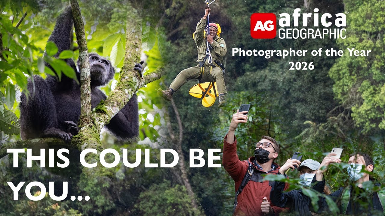 Photograph Africa. Trek with Chimpanzees | Africa Geographic Photographer of the Year 2026 | Ukuri