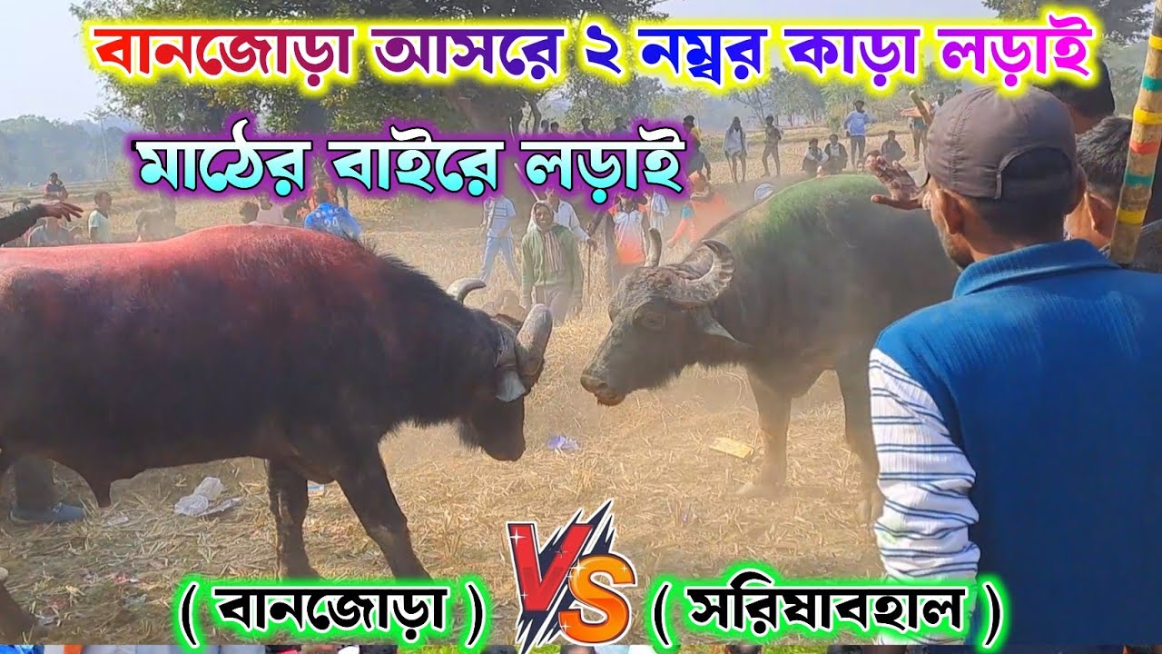 বানজোড়া আসরে ২ নং কাড়া সেরা লড়াই দেখুন মাঠের বাইরে লড়াই !! Banjora Kara lorai