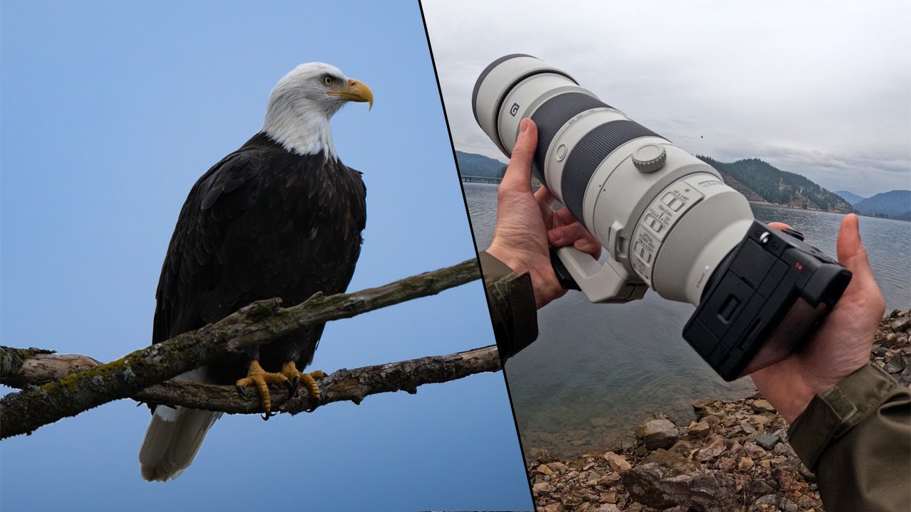 Фотографирование белоголовых орланов: советы по созданию потрясающих фотографий дикой природы