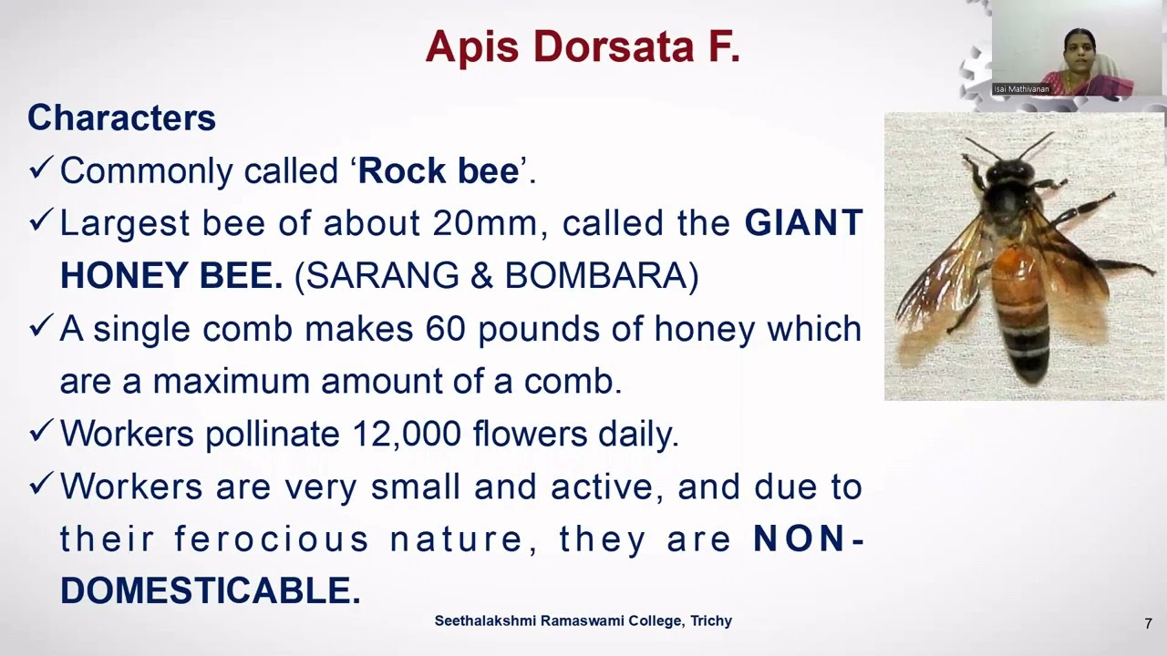 HONEY BEE AND ITS SPECIES - Dr.M.Isai – Dept. of Zoology