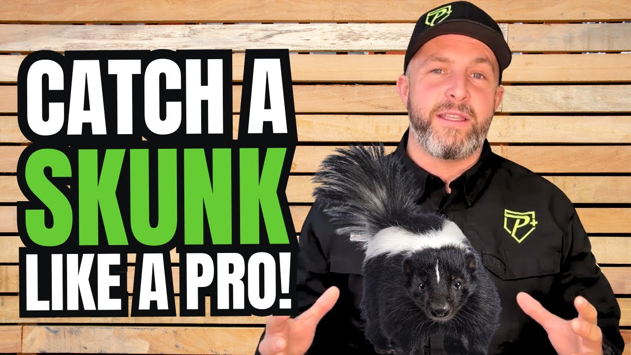 Trap Skunks Fast & Safe: Pro Tips That Work!