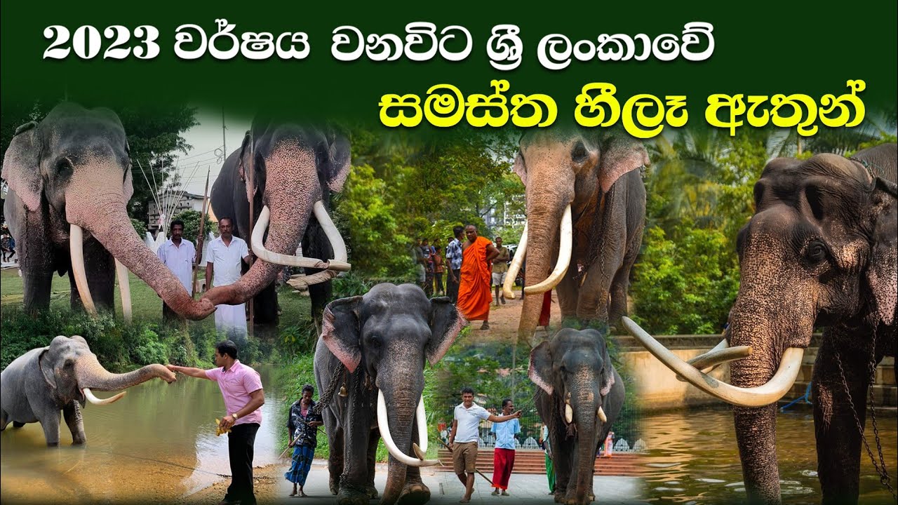 2023 වර්ශයේ ශ්‍රි ලංකාවේ සමස්ත හිලැ ඇතුන්|All the tame tuskera in sri lanka in 2023