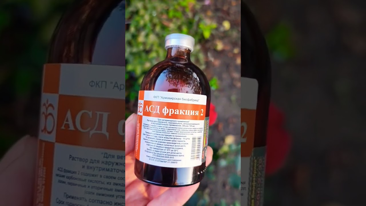 АСД фракция 2 / Лечение Мухтара/