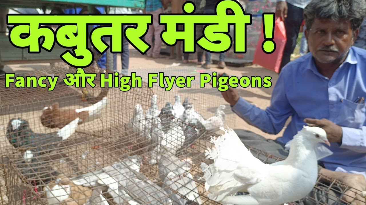 Kabootar Bazar Gujarat | Fancy and High Flying Pigeons at Sunday market Ahmedabad