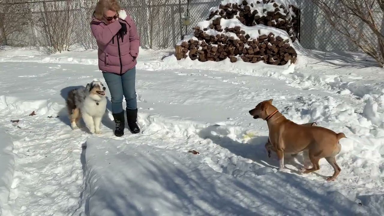 Playtime with Cali, Ollie, Max, Milo, Toby & Salem