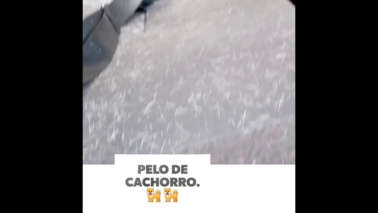 Limpeza de bancos com pelo de cachorro!!!